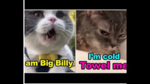 Cats talking, these cats can speak English better than humans