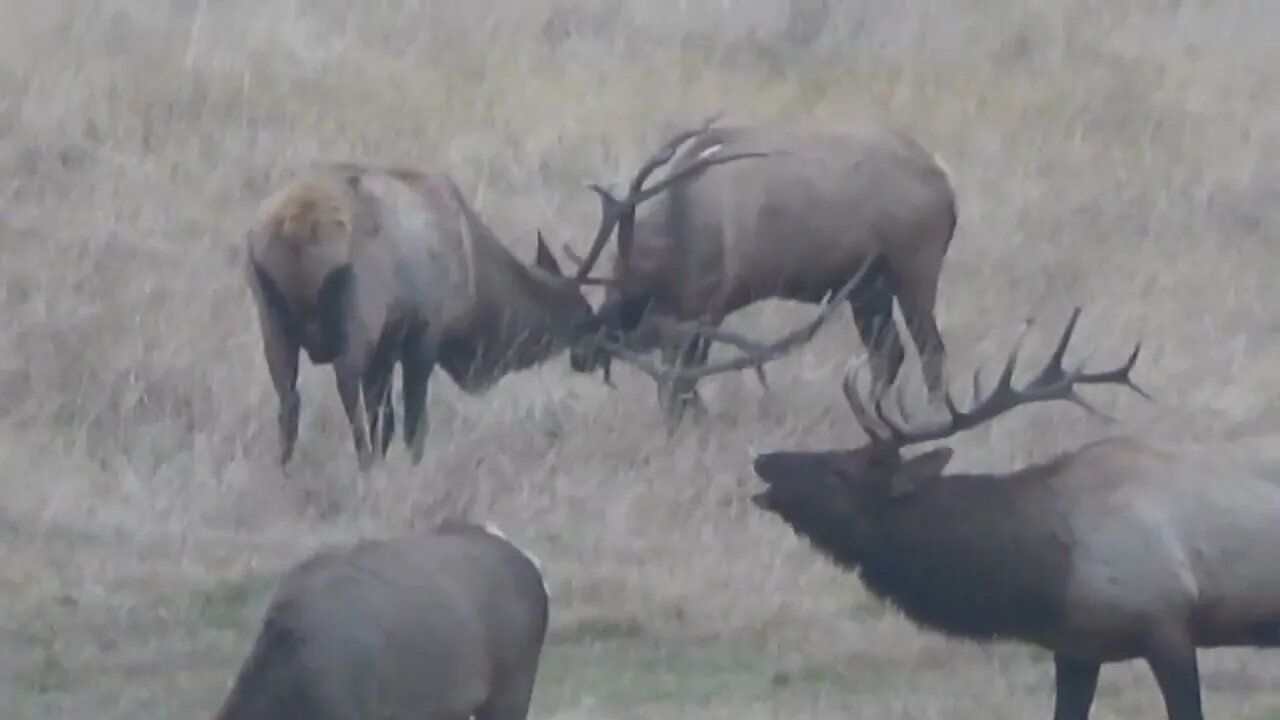 Bull Elk Sparring! "A Friendly"!