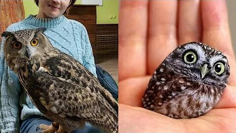 OWL BIRDS🦉- A Funny Owls And Cute Owls Videos Compilation (2021) #007 | Funny Pets Life