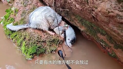 Pet mink fishing