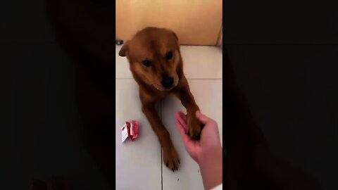 #shorts Смешные Собаки Из Тик Тока 180 Funny Dogs From Tiktok