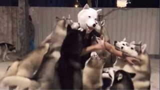 Huskyt toivottavat omistajan lämpimästi tervetulleeksi