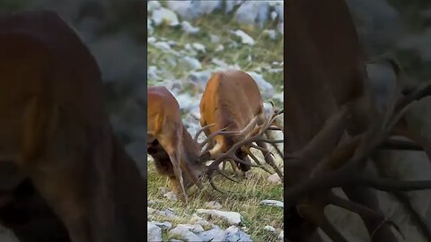 Red Deer Fighting During Mating Season #shorts #short