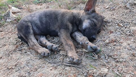He was about to give up after being neglected and lying there for more than 15 days