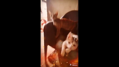 my cat animals