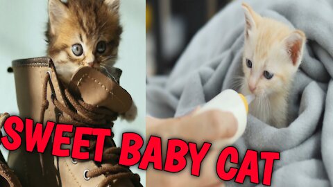 Baby cat _ cat and funny cat videos compilation |aww animals