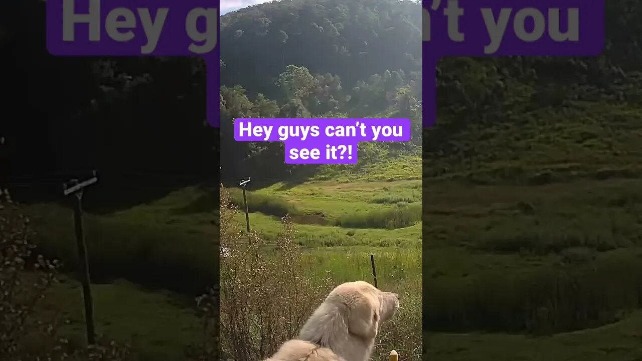 Farm monitoring Animals
