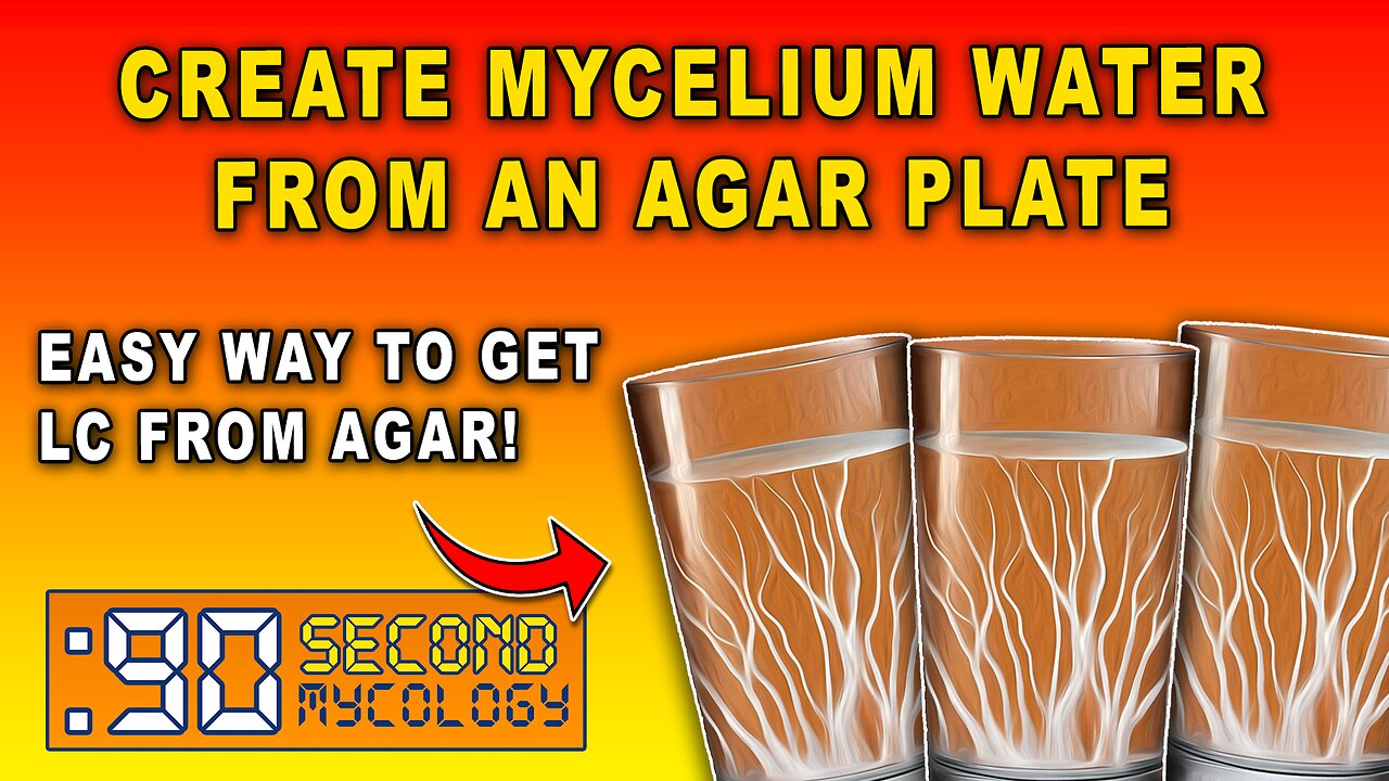 Creating Myceliated Water LC From a Colonized Agar Plate