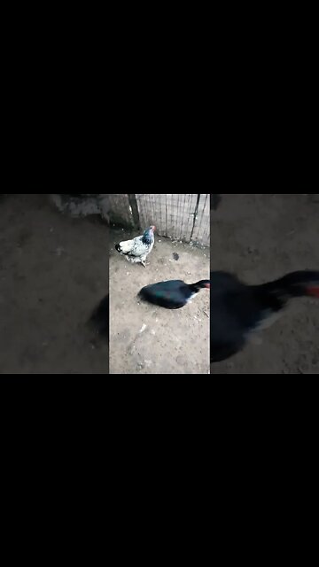 Good morning Rhiannon Rusty and Forest