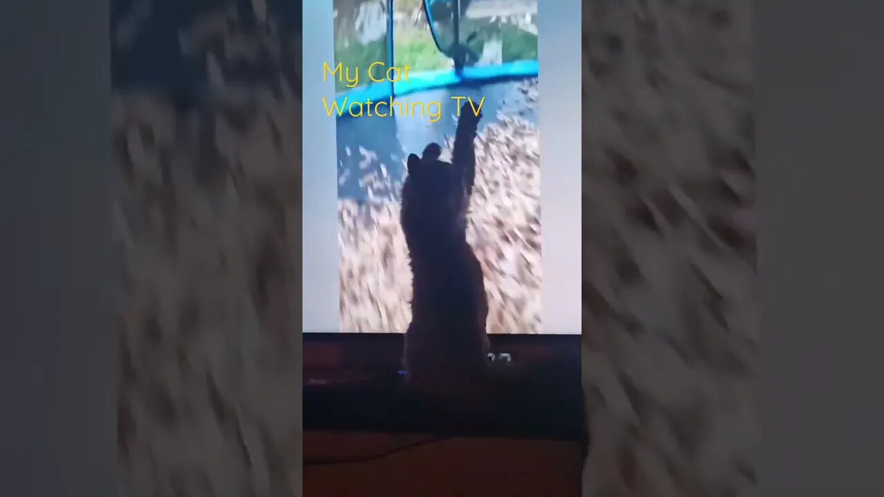 My Cat Loves TV | #kitties #cats #catvideos #funnyanimals #petvideos #tv #fyp