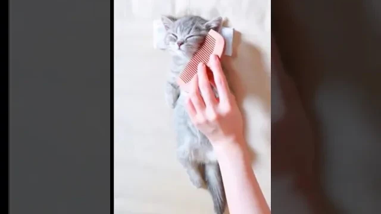 Dry Clean Your Cat While Combing ✨🙀 #pet #petvideos