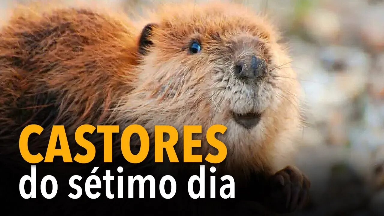 Os castores do sétimo dia | animais que guardam o sábado