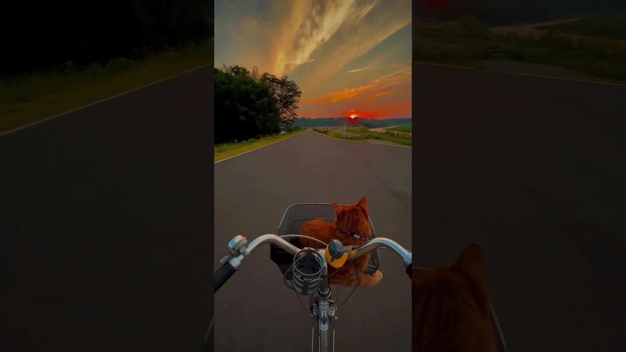 cat travel to sunset #cat #travel #sunset #nature #beauty #travelman #shorts