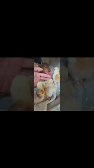 Falta 3 ovos sair os pintinhos