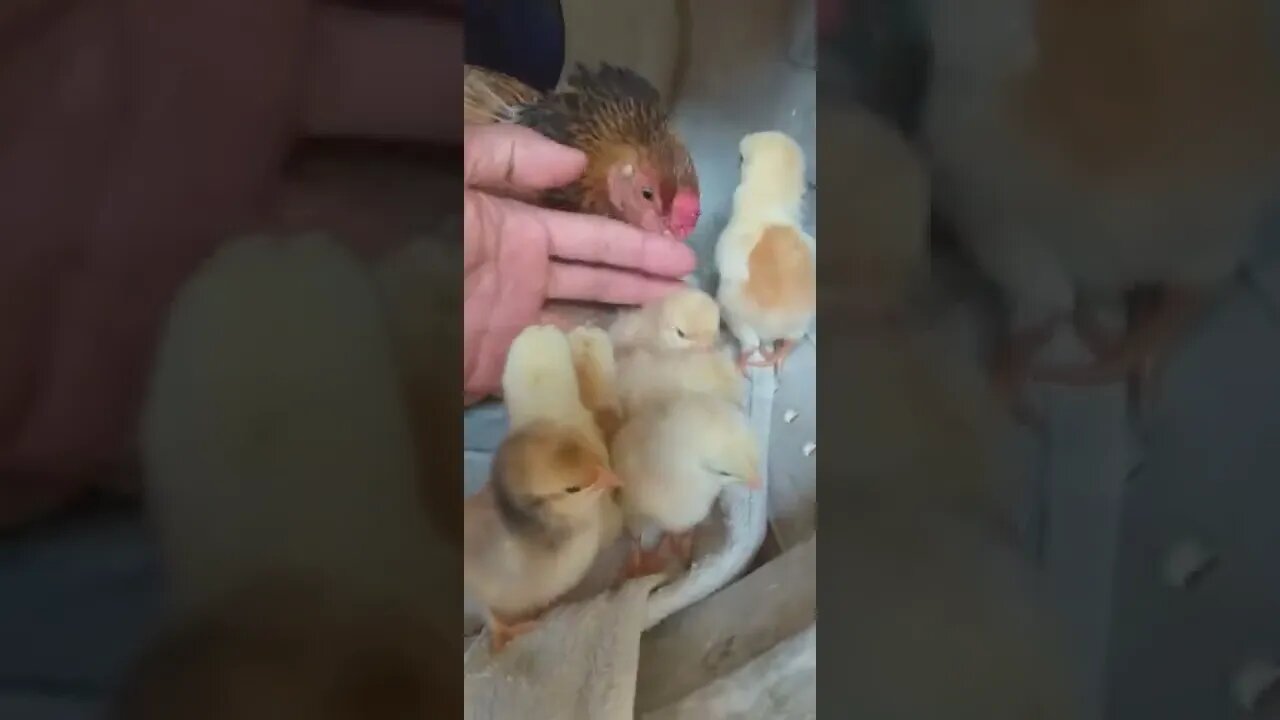 Falta 3 ovos sair os pintinhos