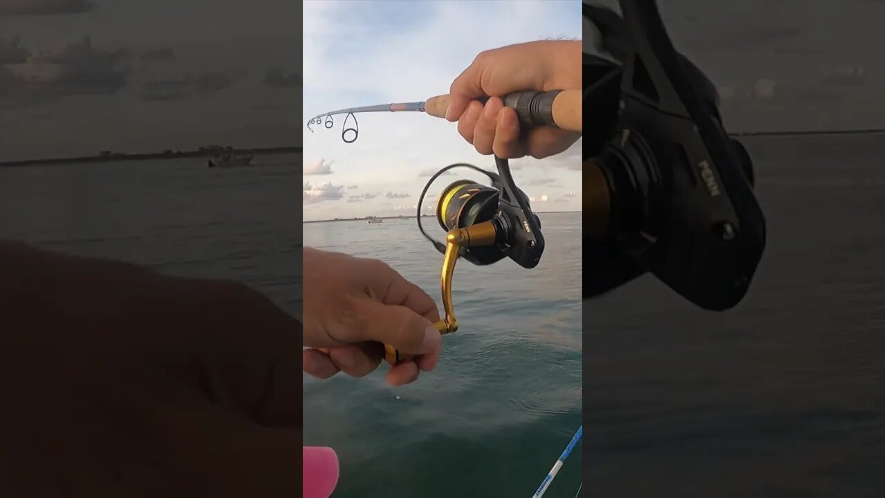 Jacks Exploding on Top | #shorts #fishing