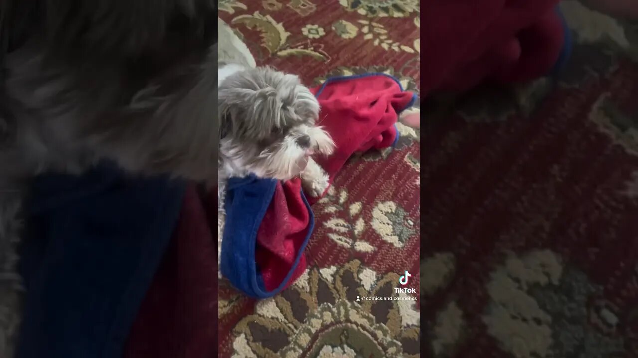 #ewokbaby Tiny’s training is never done! Except when it’s done. #dog #puppy #dogsofyoutube