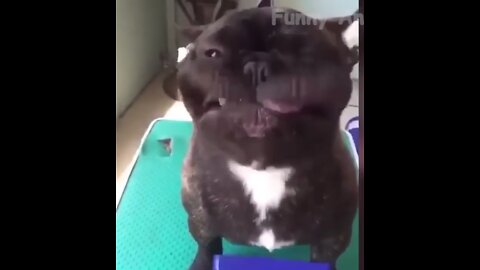 Dog funny video