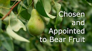 Chosen and Appointed to Bear Fruit - John 15:9-17 - 6th Sunday of Easter