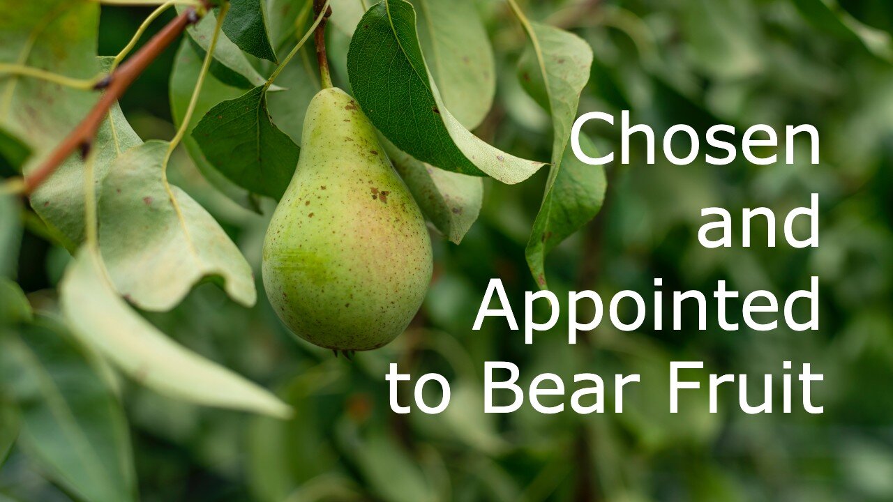 Chosen and Appointed to Bear Fruit - John 15:9-17 - 6th Sunday of Easter