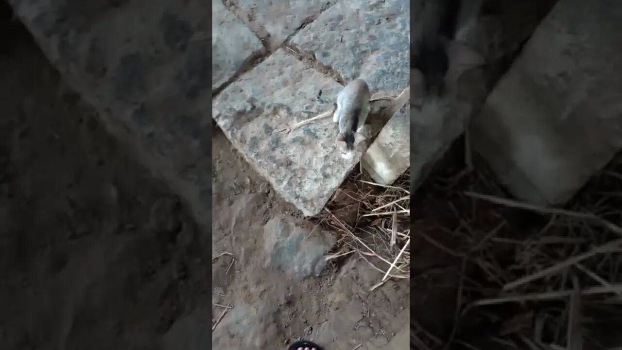 Cats waiting for their breakfast 🐱😍