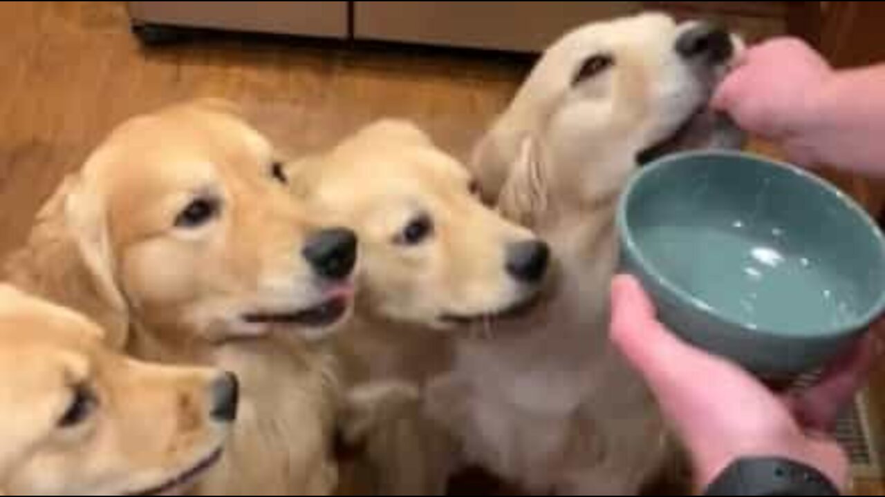 Owner feed dogs invisible treats