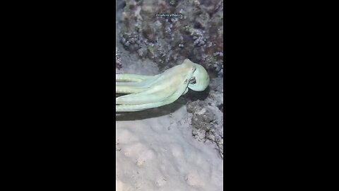 Octopus power to camouflage