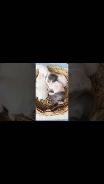 Most Amazing and trending video||relaxing your mind||trendig videos|| #shorts #trending #viral #live