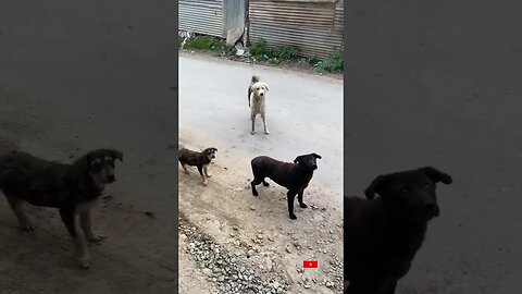 STREET DOGS 🐕 PART 3 // TRANNED STREET DOGS 🐕