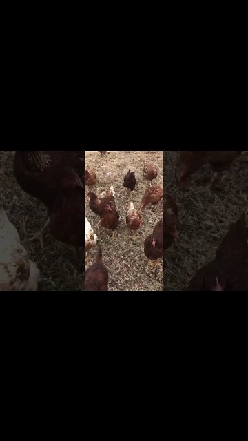 I think I’m being followed #homesteading