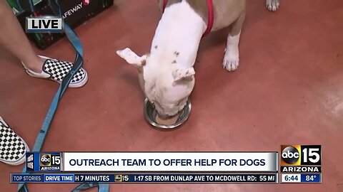 Homeless outreach group offering help to dogs