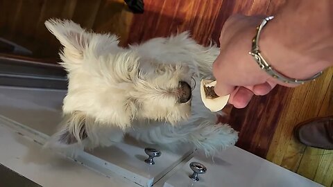 mushrooms for dogs?