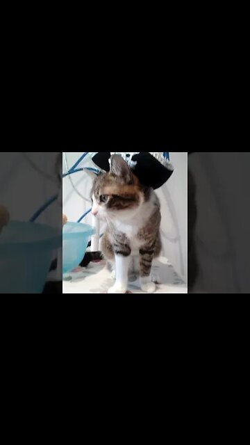 Little Pirate Cat #shorts