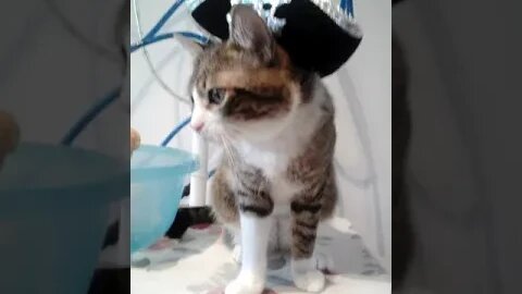 Little Pirate Cat #shorts