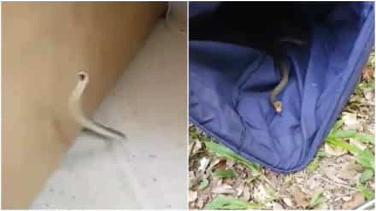 Man finds snake in his house in Australia