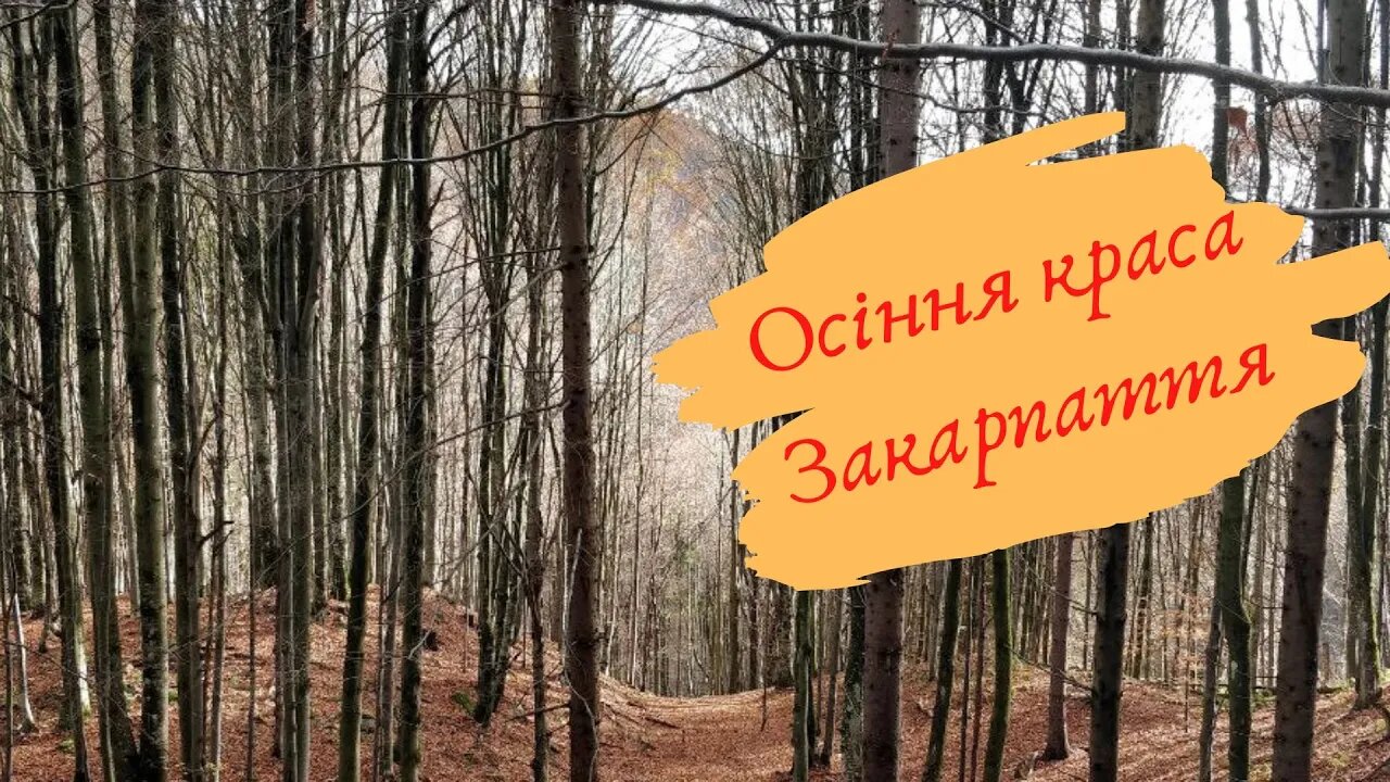 Закарпаття осінні кольори / Україна / Осінь #Nashvi #осінь #путешествия