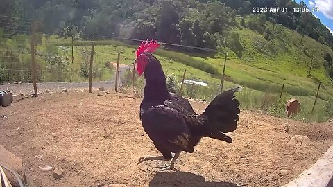 Farm surveillance of birds Pit Game Bantam Rooster!