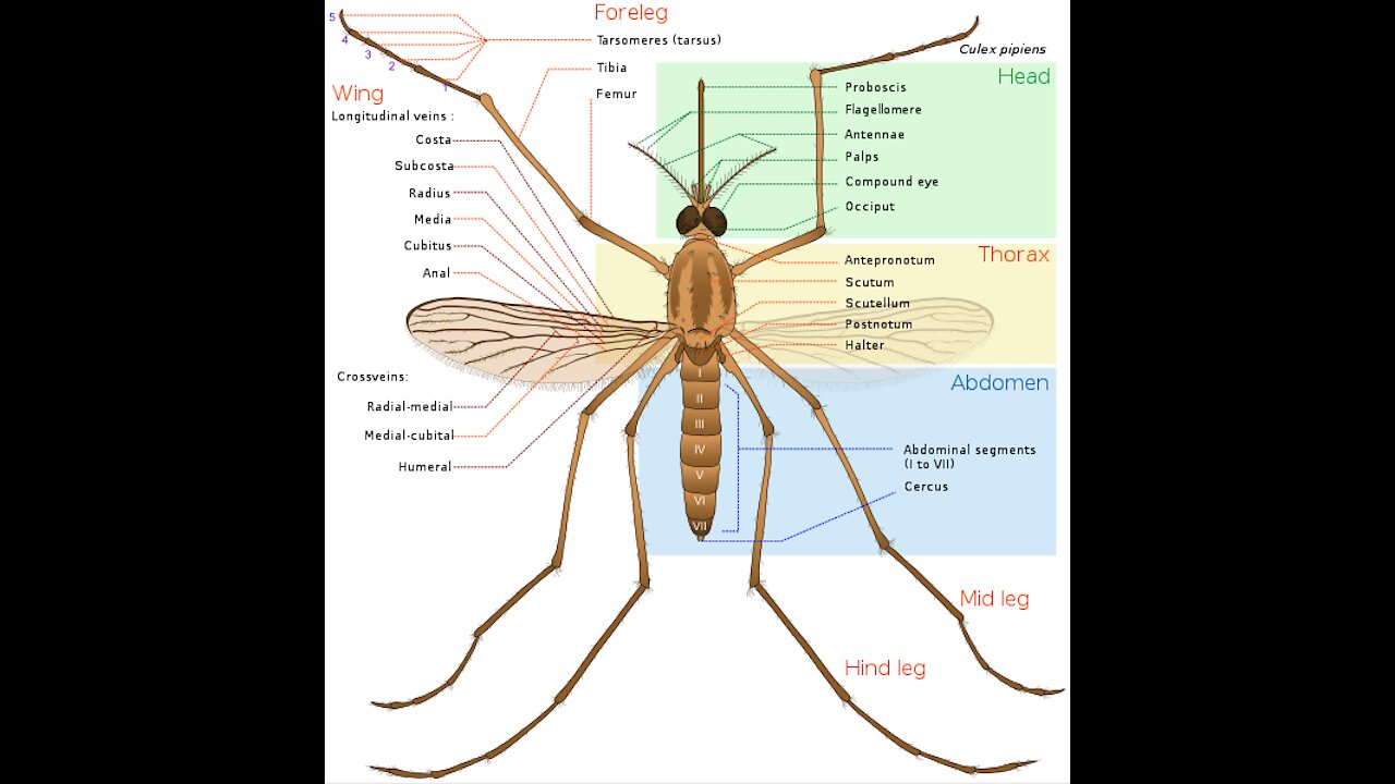 How to Control Mosquitoes Naturally