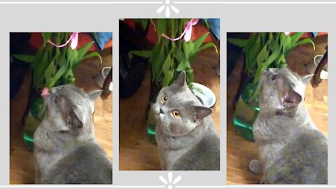 British cat funny chewing flowers' leaves 😸💐