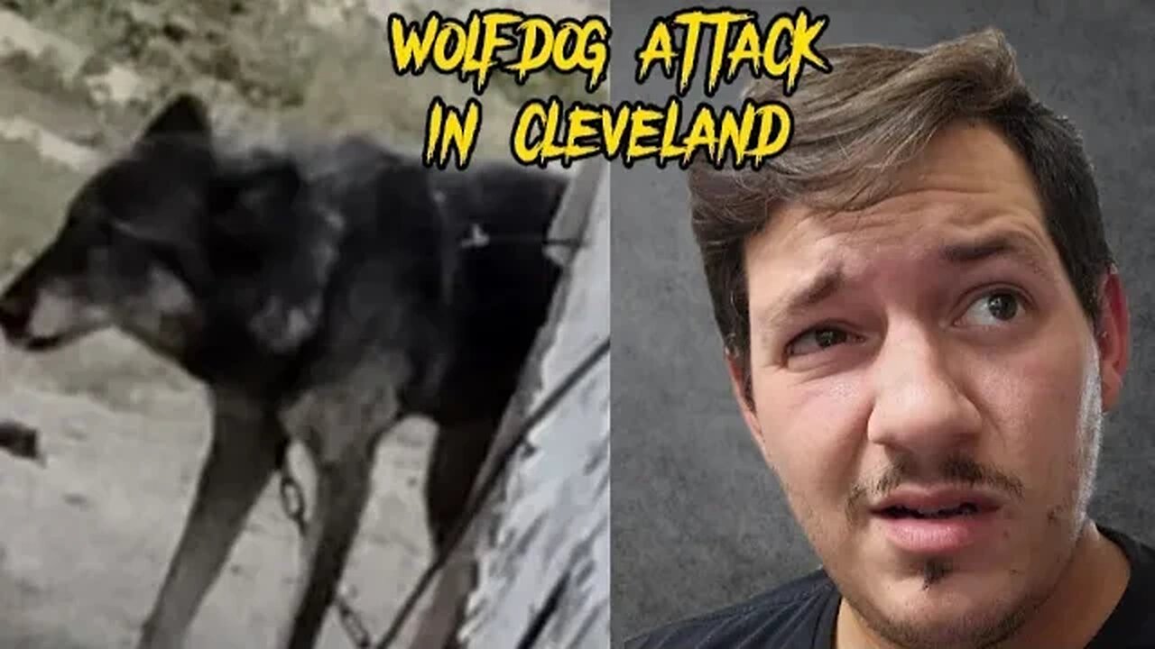 Wolf Dog Hybrid attacks woman in Cleveland