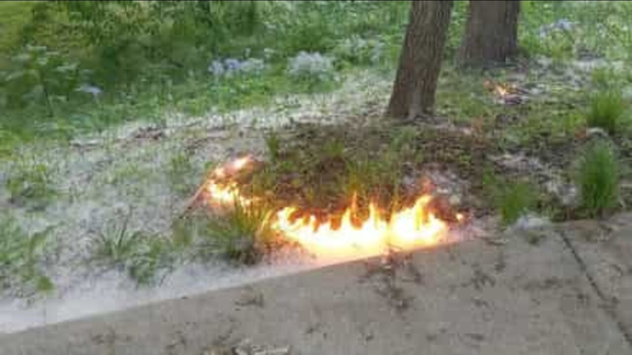 Homem incendeia "algodão" de choupos