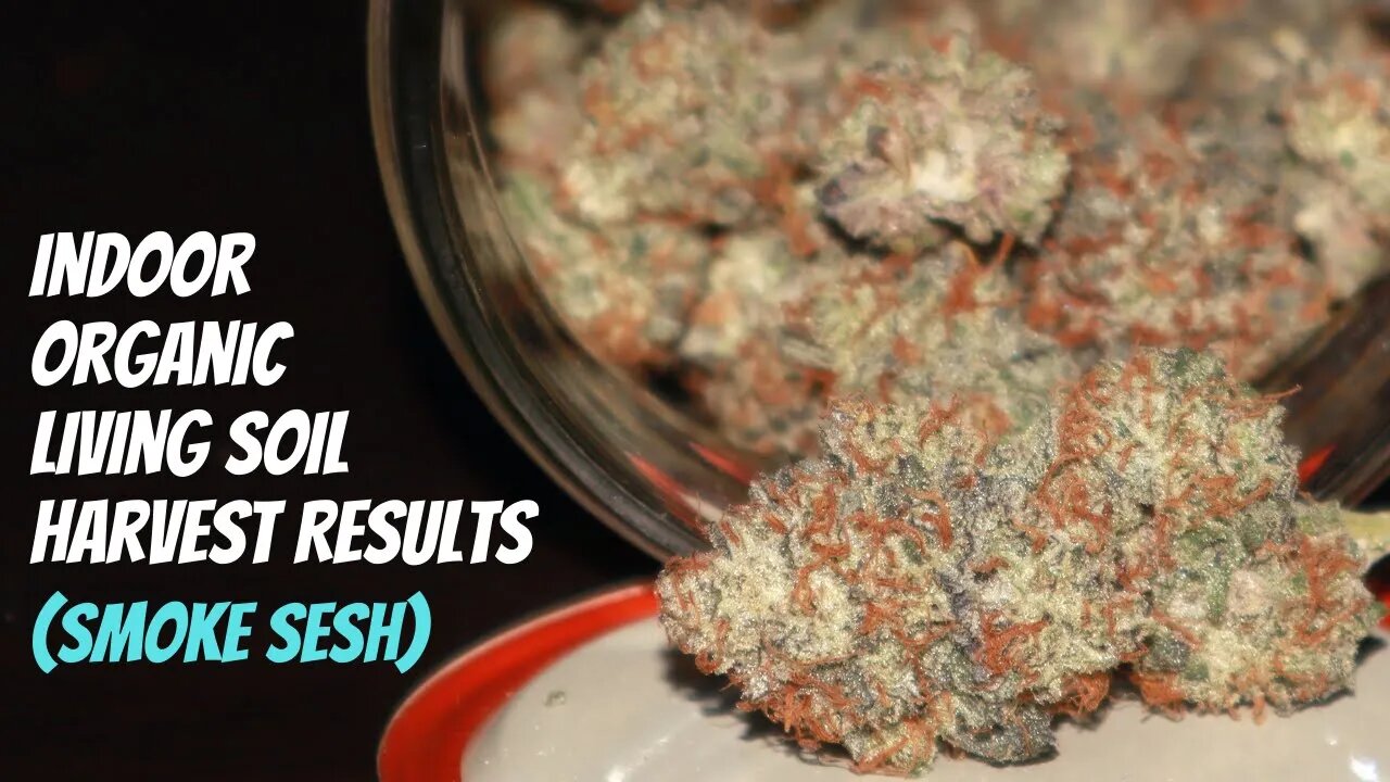 Testing New Strains | 100% Organic Indoor Harvest Results Smoke Sesh