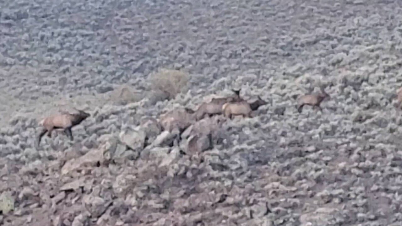 Decent sized bull and his girlfriends