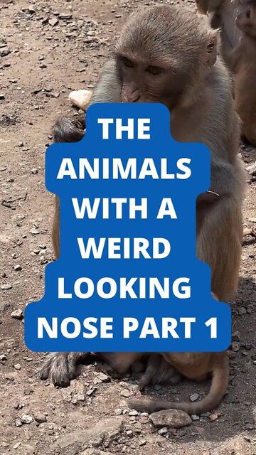 The Animals with a weird looking nose PART 1