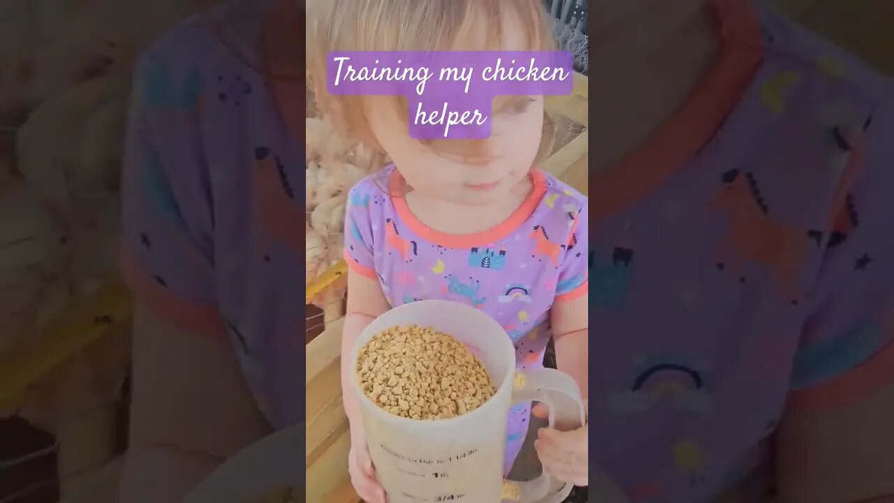 learning to keep chickens #farm #homestead #video #shorts #short