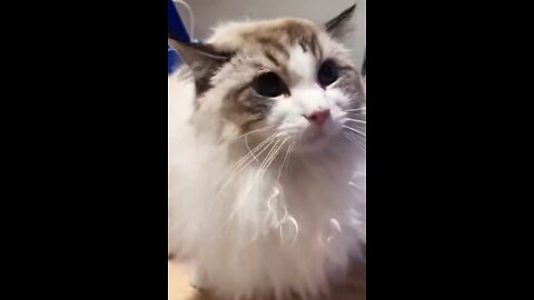 Aww Cute Cats Videos _catmeow Funny Animals Compilation-- Try Not To Laugh Challenge MV32 _shorts