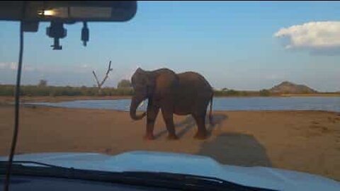 L'ira dell'elefante fotografato senza permesso