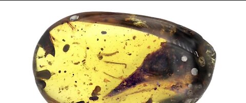 Tiny dinosaur preserved for 99 million years