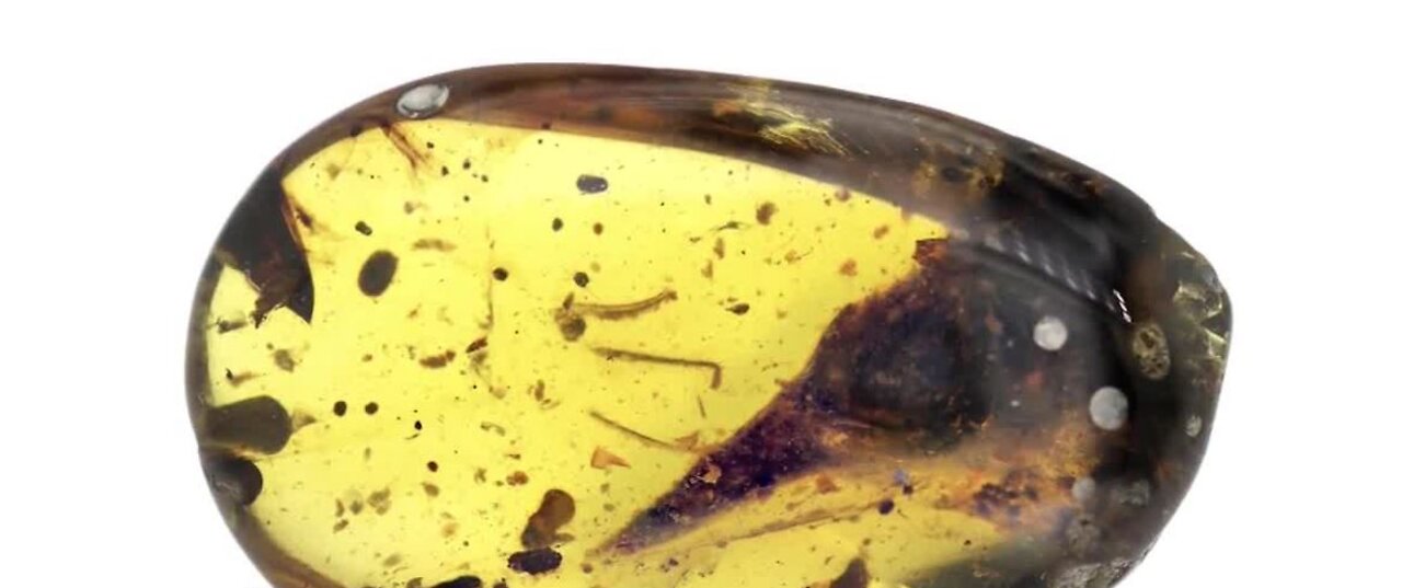 Tiny dinosaur preserved for 99 million years