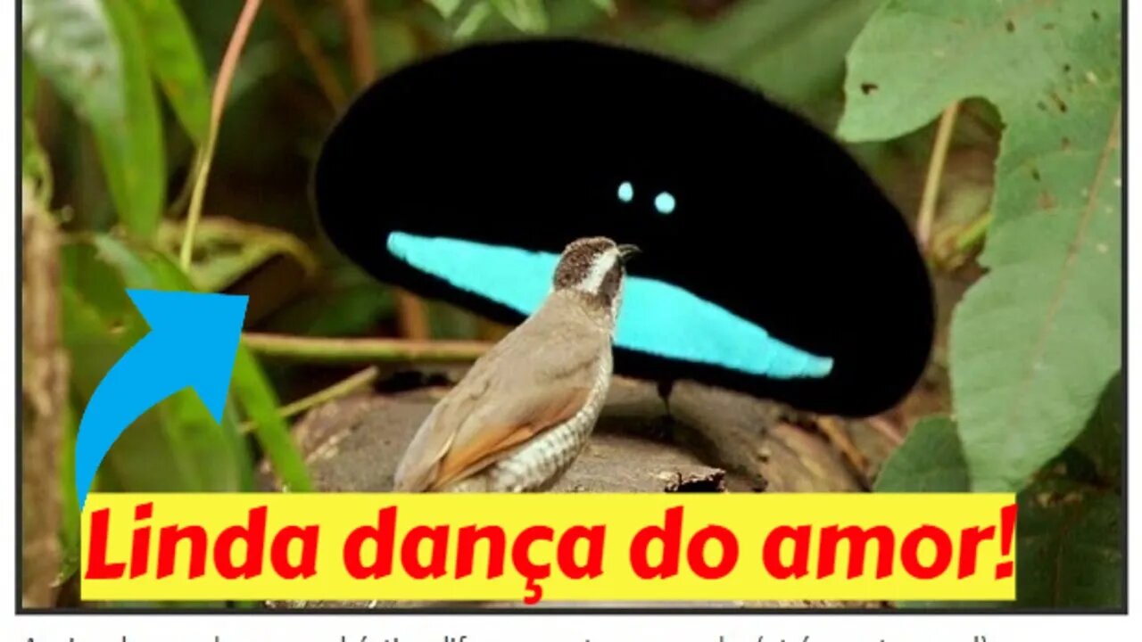 Acasalamento: Aves do Paraíso